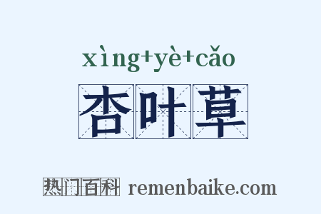 杏叶草是什么意思的图片